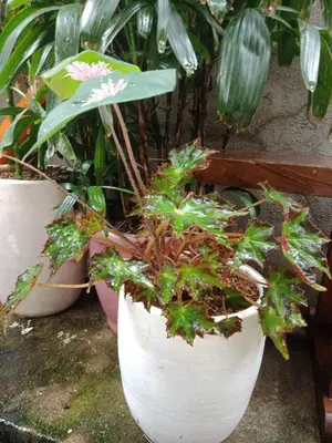 a group of potted plants sitting on a ledge at Burgos Hub Hostel in Manila