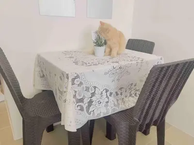 a cat sitting on top of a table with a plant at Kasara De Ulap BEST Staycation - 25th Floor City View - Pool & Fast Wi-Fi in Manila