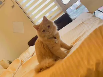a cat sitting on top of a bed at Kasara De Ulap BEST Staycation - 25th Floor City View - Pool & Fast Wi-Fi in Manila
