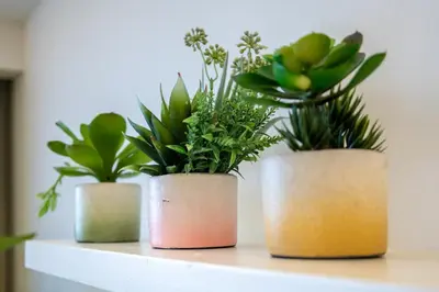 three potted plants sitting on top of a shelf at NEW 2BR of 86sqm with Parking & Netflix in BGC in Manila