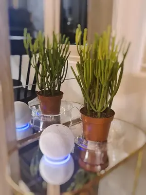 two potted plants on a glass table in front of a mirror at Cozy Penthouse 2BR Suite w Balcony - Amazing Manila Bay View and City Skyline near MOA in Manila