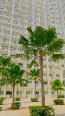 two palm trees in front of a large building at SHORE RESIDENCE D14 shortwalk Mall of asia near airport in Manila