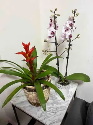 two potted plants are sitting on a table at Penthouse Condo Unit near Airport NAIA in Manila
