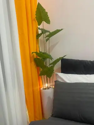a plant in a vase next to a curtain at Simple Yet Special n SOUTH RESIDENCES in Manila