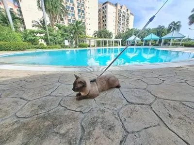 a cat on a leash tied to a rope near a pool at WNSuites in Manila