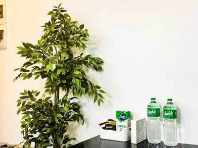 a plant sitting on a table next to two bottles of water at Studio at viceroy 4 Taguig in Manila