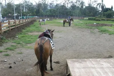 a horse is standing in a field with other horses at Monteluce Condominium Apartment in Silang