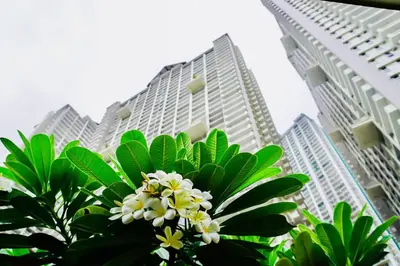 a tree with white flowers in front of tall buildings at NEW! Studio Condo in Prisma Residences Pasig in Manila