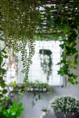a bunch of plants hanging from a ceiling at Homey and Cozey Poblacion Makati S02 in Manila