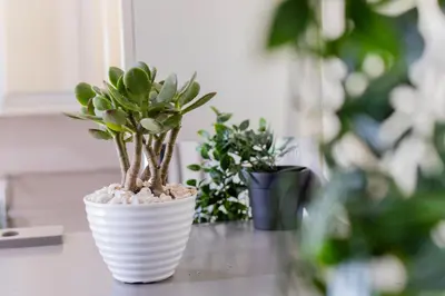 a white vase with plants in it on a table at LUXX BGC Venice in Manila
