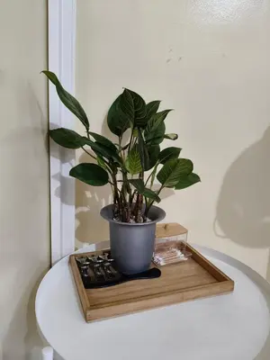 a potted plant on a wooden tray on a table at LDN 5J - Condotel Newport in Manila