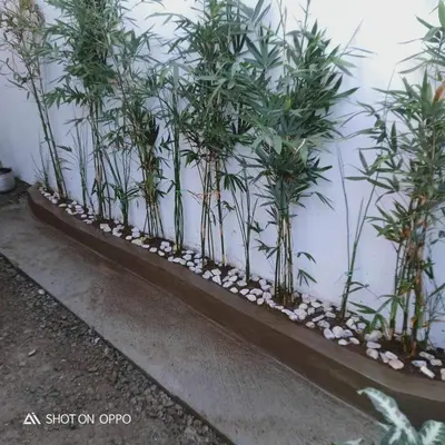 a row of bamboo plants on a wall at Cernardo's Staycation Place 1 near Enchanted Kingdom in Ibaba