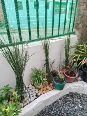 a bunch of plants sitting on a window sill at Cernardo's Staycation Place 1 near Enchanted Kingdom in Ibaba