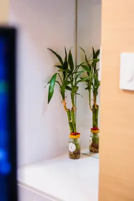 two plants in glass jars sitting on a shelf at Beauty Cindrella Home Makati Penthouse 3 Bedroom in Manila