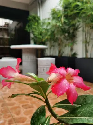 a pink flower is sitting on a table at Samong Transient House in Imus