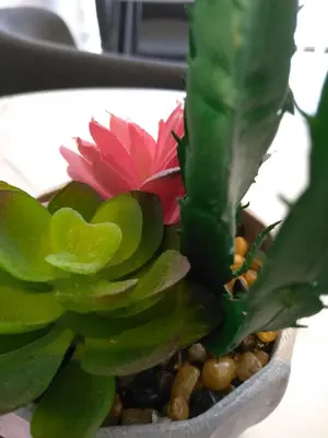 a green plant with a pink flower in a pot at Brokeside in Cainta
