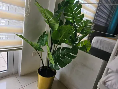 a plant in a yellow vase in a room at CondoDeal at Shell Residences Mall of Asia in Manila