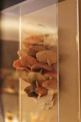 a bunch of mushrooms in a glass case at The Kin House - Hotel in the Heart of Poblacion in Manila