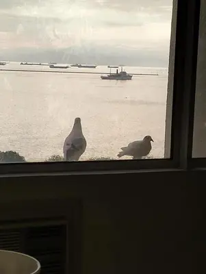 two birds sitting on a window sill looking at the water at Chic Haven in Manila