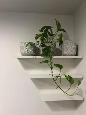 a shelf with three plants in them on a wall at S residence, Mall of Asia Area in Manila