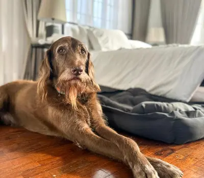 a brown dog laying on the floor next to a bed at MiraNamin Nest GUMAMELA - Family Suite in Historic Home with Indoor Plunge Pool, Garden View, Pet-Friendly, Self-Service Breakfast in Manila