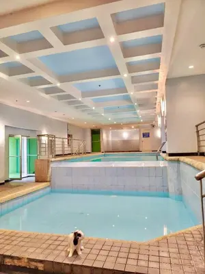a cat standing on the floor in a swimming pool at Cozy 2 BR 2 Bath Condo with Netflix and Karaoke near MRT EDSA in Manila