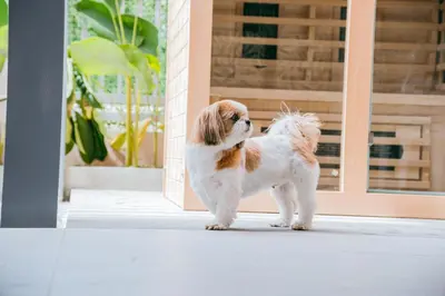 a small dog standing in front of a door at Love, Lourdes Villa in Imus
