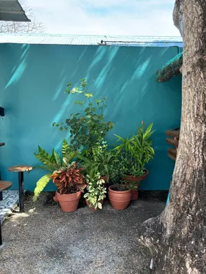 a group of plants in pots against a blue wall at The Barkly House Staycation in Biñan
