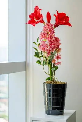 a vase with red flowers on a window sill at Mystay25V-ParksuitesTower1 in Manila