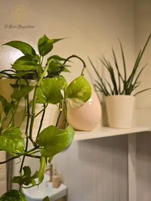 three potted plants sitting on a shelf at El Nissi Staycation, The Farmhouse Suite, Enchanted Kingdom in Santa Rosa