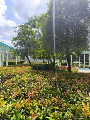 a field of plants with trees and a building at Condotel or apartment SM JAZZ RESIDENCES in Manila