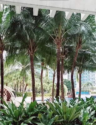 a group of palm trees in front of a building at azure beach front view in Manila
