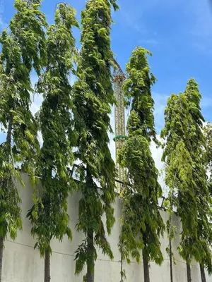a group of trees on the side of a building at MAINE'S STAYCATION at Enchanted Kingdom in Santa Rosa
