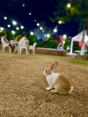 a brown and white rabbit sitting on the ground at Madie's Place B&B with Private Pool in Santa Rosa near Enchanted Kingdom in Santa Rosa