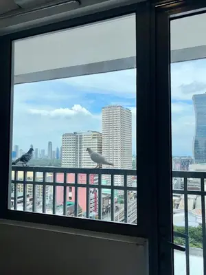 two birds sitting on a balcony looking out of a window at Your Skyline Hideaway in Manila