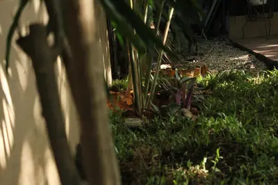 a garden with some plants in the grass at Kamia Tiny Rest House in Sampong