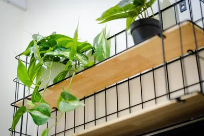 a bunch of plants sitting on a shelf at SSM Staycation in Manila