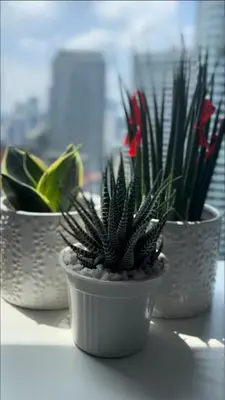 three potted plants sitting on a window sill at Pleasant Air Residences City View in Sampong