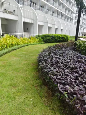 a large building with a bunch of purple flowers at Shell residences Moa Staycation by jeric in Manila