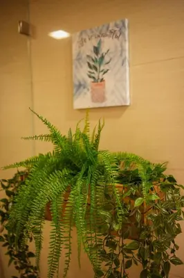 a bunch of green plants sitting next to a wall at Stingga McKinley Aesthetic Studio in Venice in Manila