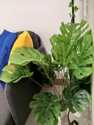 two green plants sitting next to a couch at Terra Nueve Escape - 1br with Balcony Staycation in Manila