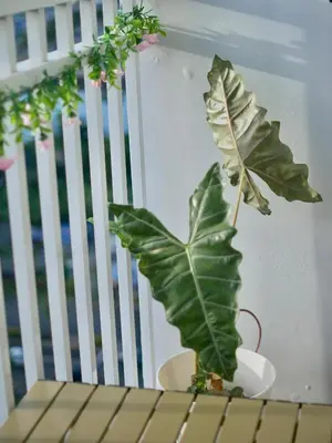a large green plant in a vase on a table at Whimsy Stay in Manila