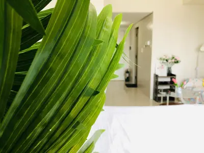 a green plant sitting on top of a table at Hub Metro in makati 100west 1br with balcony in Manila
