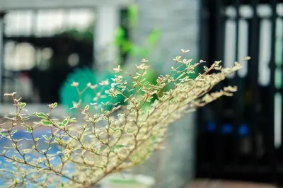 a plant with flowers in front of a building at Hidden Leaf Private Resort in Dasmariñas