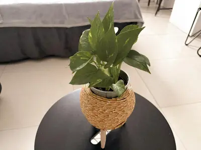 a plant in a basket sitting on a table at BES Building in Dasmariñas