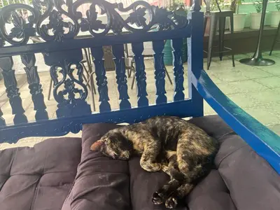 a cat laying on a bed under a blue bench at Layover Guesthouse in Manila