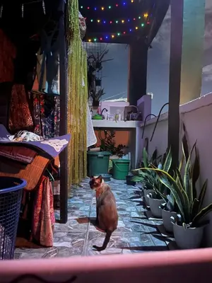 a cat standing in a room with potted plants at Liza residence in Manila