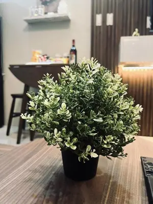 a plant in a black pot sitting on a table at The Baylight Escape at Shore 2 in Manila