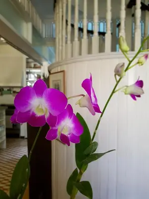 a purple flower in a vase next to a wall at Charming La Casita Mercedes, 5Br and 5TB for Family and Friends Staycation- Read Listing Info in Manila