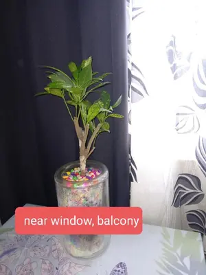 a plant in a glass vase with sprinkles at Lovely Condo 2-BR w/balcony in SM-Sucat, Paranaque in Manila